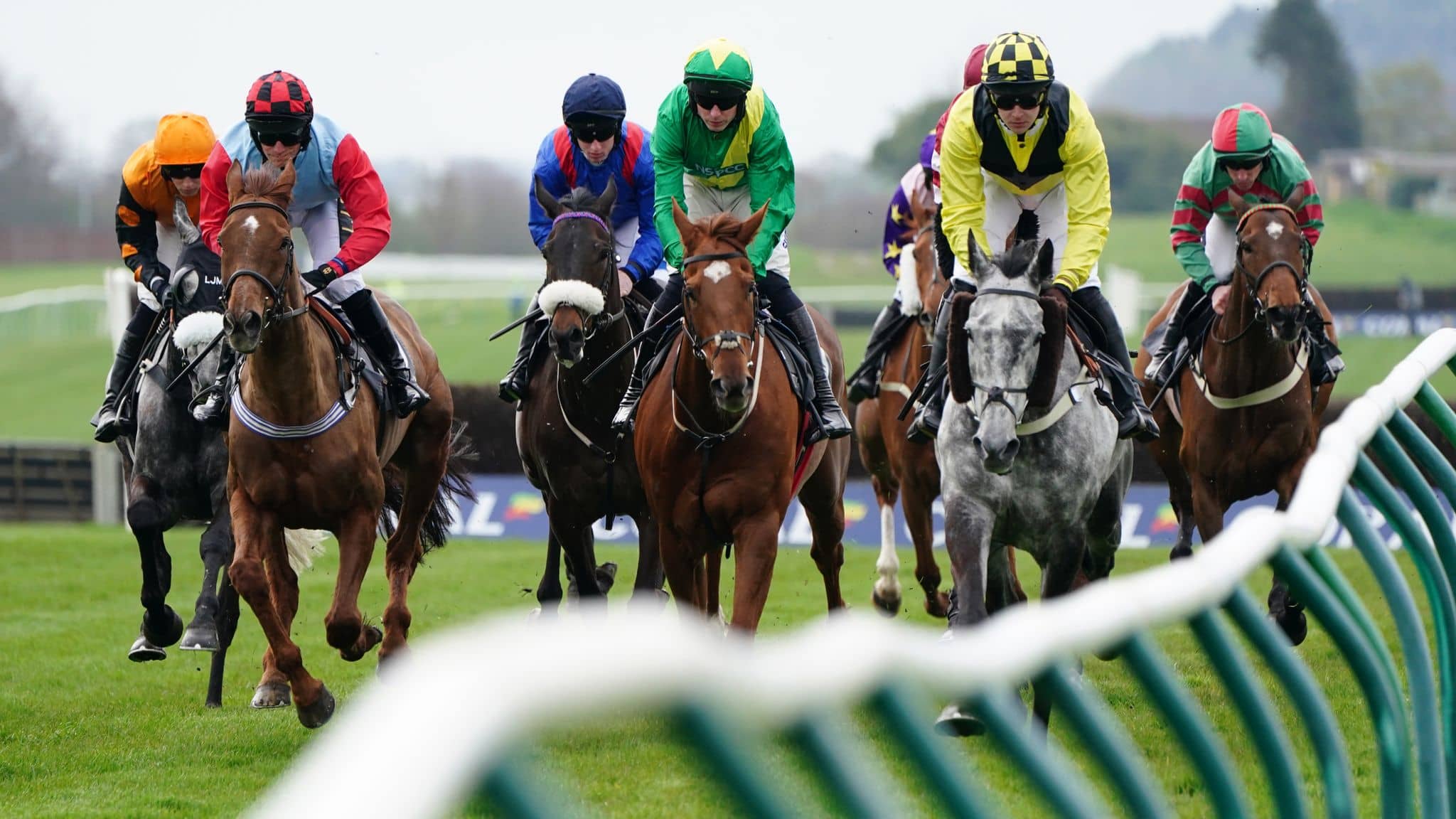 Thoroughbred racehorses and jockeys racing on turf